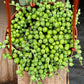 String of Pearls
