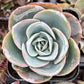 Echeveria Imbricata Hybrid
