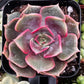 Echeveria Red Ball