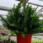 Indoor Hanging Fern Plant