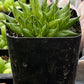 Haworthia Marumiana
