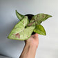 Syngonium Confetti