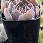 Echeveria Marrom