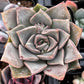 Graptopetalum Rusbyi