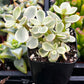 Portulacaria Afra Elephant Bush