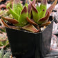 Crassula Red Pagoda