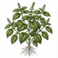 BASIL Seeds, Sweet