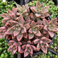 Graptosedum Alpenglow