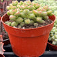Crassula Brevifolia