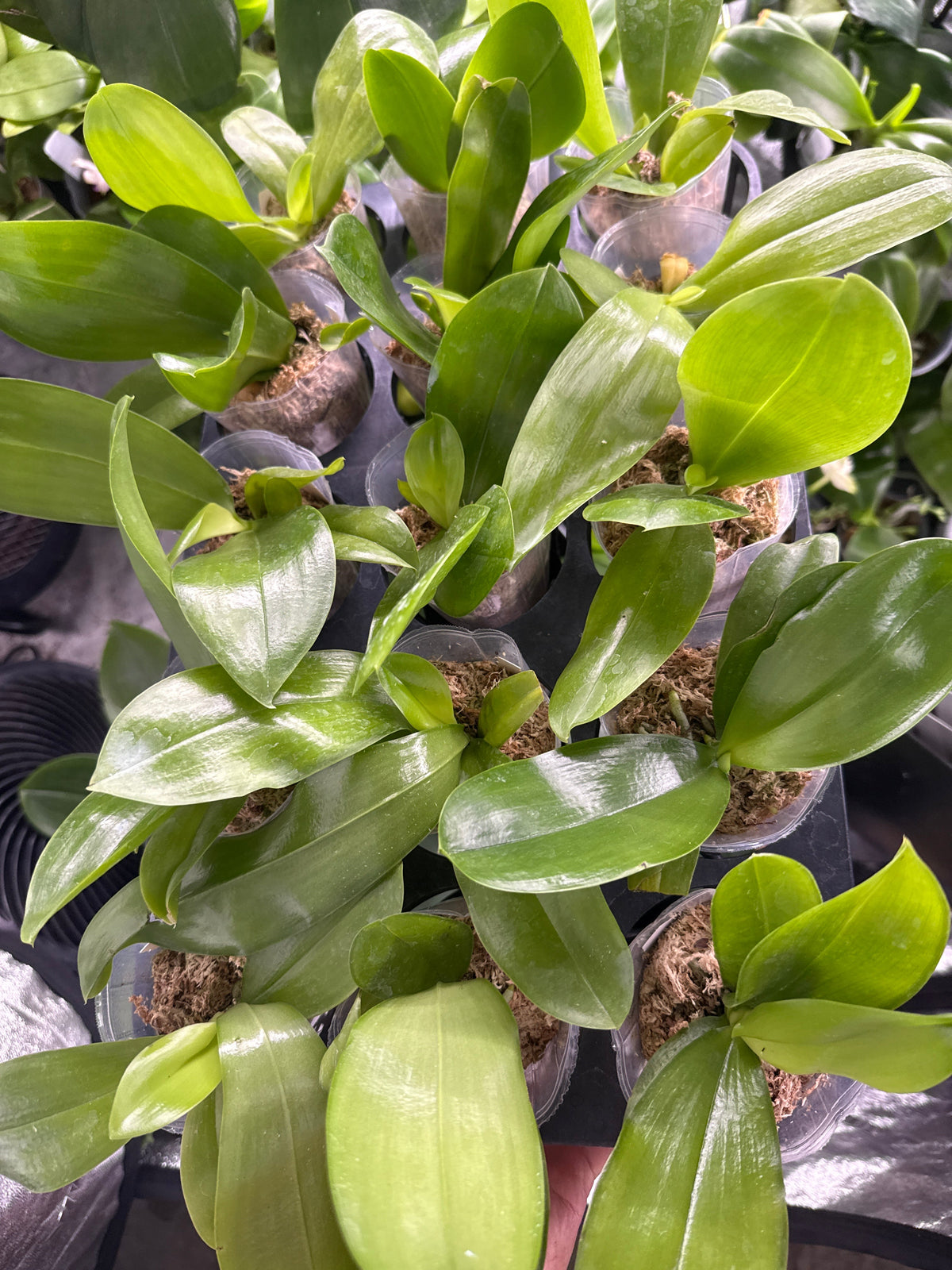 A close-up view of several green orchid plants in small clear plastic pots with brown sphagnum moss, growing together in a nursery setting.
