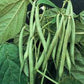 BEAN Seeds, Blue Lake Pole