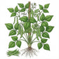 BEAN Seeds, Blue Lake Pole