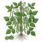 BEAN Seeds, Kentucky Blue Pole