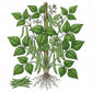 BEAN Seeds, Kentucky Wonder Pole