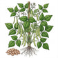 BEAN Seeds, Pinto