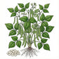 BEAN Seeds, Slenderette Bush
