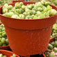 Variegated String of Pearls
