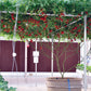1 Oz Bulk ITALIAN TREE TOMATO 'Trip L Crop' Seeds - 1 Ounce = Approx 9500 Seeds