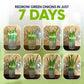 Easiest Green Onion Regrower. Includes Ergonically Designed Lid & Instructions for Beginners.
