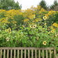 25 ITALIAN WHITE SUNFLOWER Helianthus Debilis Flower Seeds