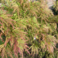 10 Upright GREEN LACELEAF MAPLE Japanese Seiryu Acer Palmatum Dissectum Viridis Tree Seeds