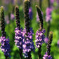 500 Purple HOARY VERVAIN Verbena Stricta Flower Seeds