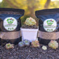 Pinguicula Repotting Kit Premium Soil Mix & Planter - Mexican Butterwort