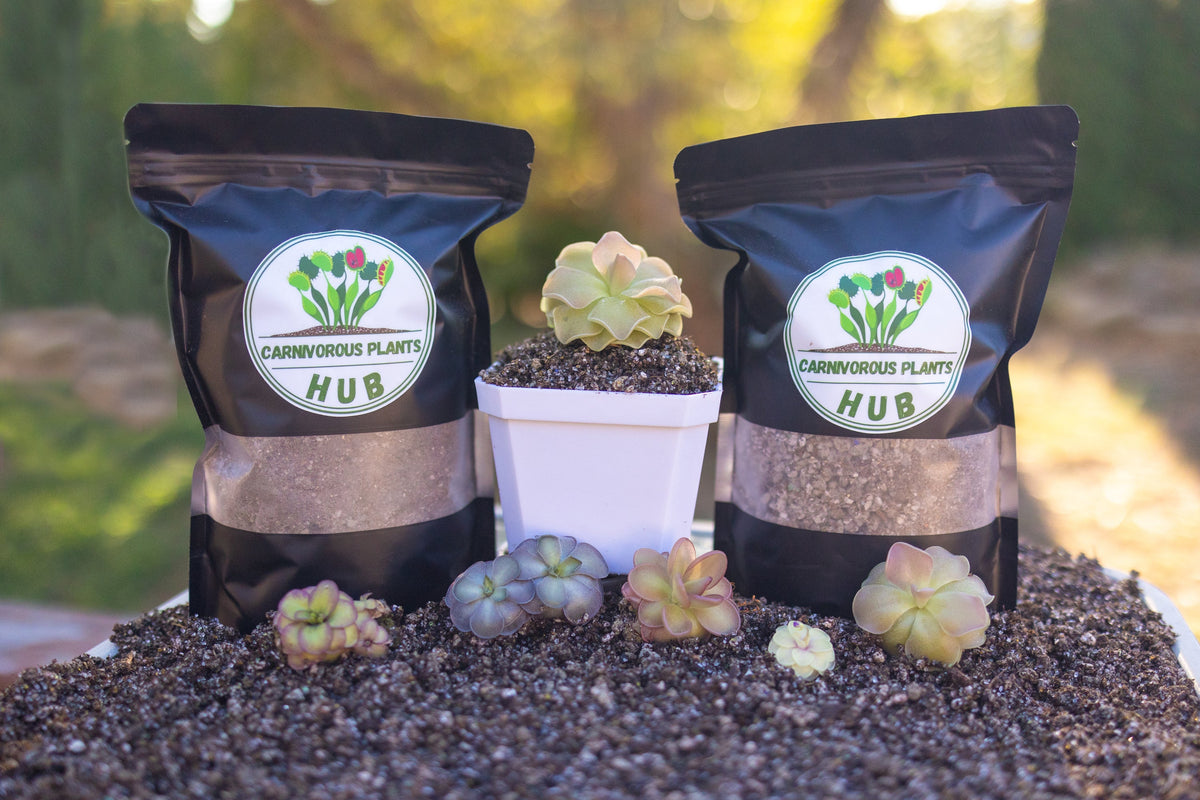 Pinguicula Repotting Kit Premium Soil Mix & Planter - Mexican Butterwort