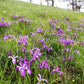 20 Blue & Purple OREGON IRIS ( Tough-Leaf Iris ) Iris Tenax Flower Seeds