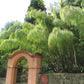 10 MEXICAN WEEPING BAMBOO Otatea Acuminata Rare Seeds