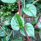 50 RED Stem MALABAR SPINACH Red Vine Ceylon Basella Alba Rubra Vegetable Seeds