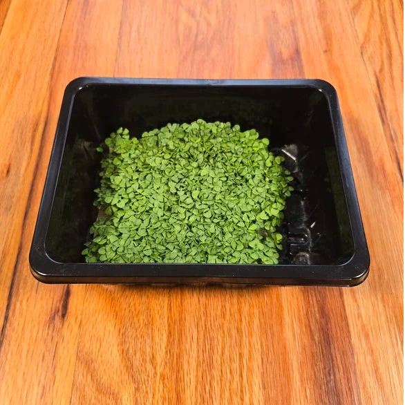 Basil Genovese Microgreens Seeds