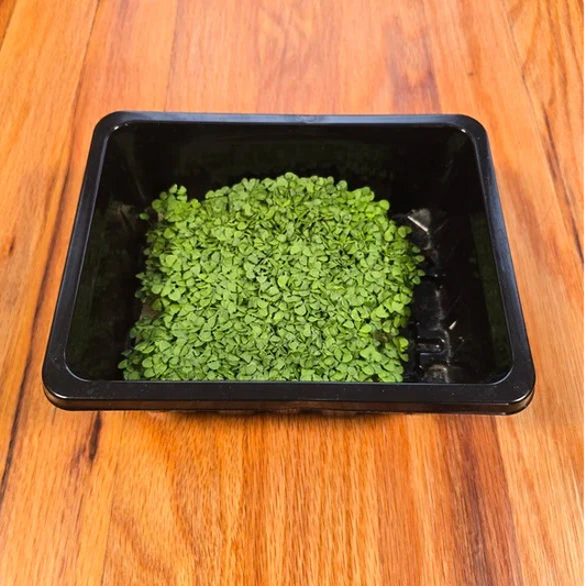 Basil Genovese Microgreens Seeds