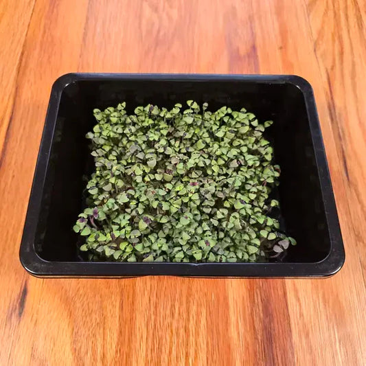 Basil Bicolor Microgreens Seeds