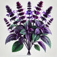 Basil (Aromatto) Seeds (4x)