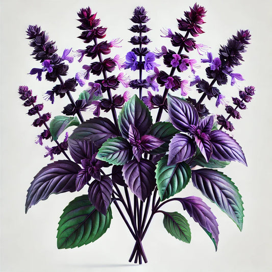 Basil (Aromatto) Seeds (4x)