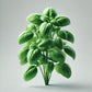 Basil (Aya Prospera) Seeds (4x)
