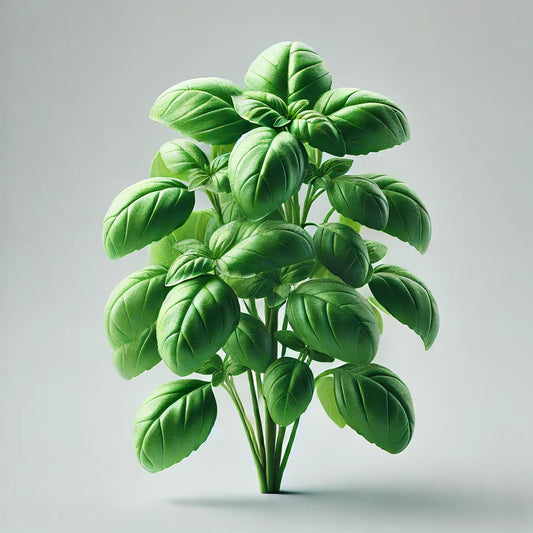 Basil (Aya Prospera) Seeds (4x)