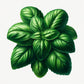 Basil (Genovese Aroma 2) Seeds (4x)