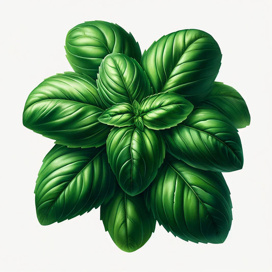 Basil (Genovese Aroma 2) Seeds (4x)