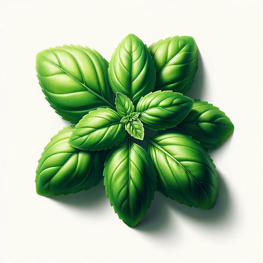 Basil (Lime) Seeds (4x)