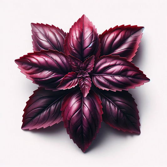 Basil (Red Rubin) Seeds (4x)