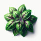 Basil (Sweet Thai) Seeds (4x)
