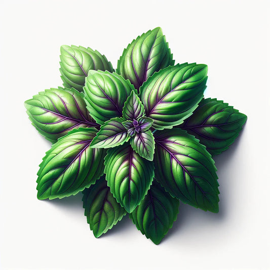 Basil (Sweet Thai) Seeds (4x)