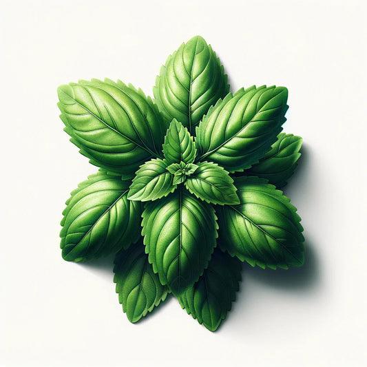Basil (Holy Tulsi - Kapoor) Seeds (4x)