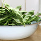 50 ROMANO BUSH BEAN Italian Flat Green Pod Phaseolus Vulgaris Vegetable Seeds
