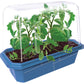 Beefsteak Tomatoes Sprouter Terrarium