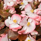 25 WAX MIXED BEGONIA Semperflorens Fibrous Mixed Colors Red Pink White Two Tone Shade Flower Seeds