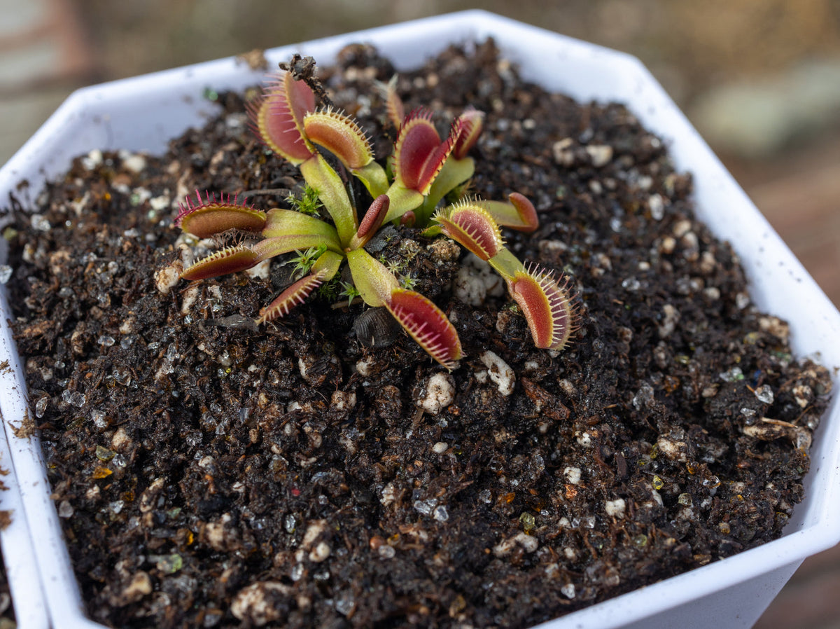 Venus Flytrap Repotting Kit - Premium Venus Flytrap Soil With Planters 3.5X3.5X4.8