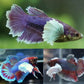 Elephant Ear Betta